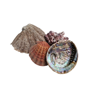 set schelpen/koraal